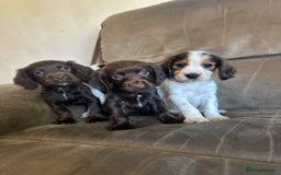 Cocker Spaniel dogs for sale: Kc registered cocker spaniels - Image 19