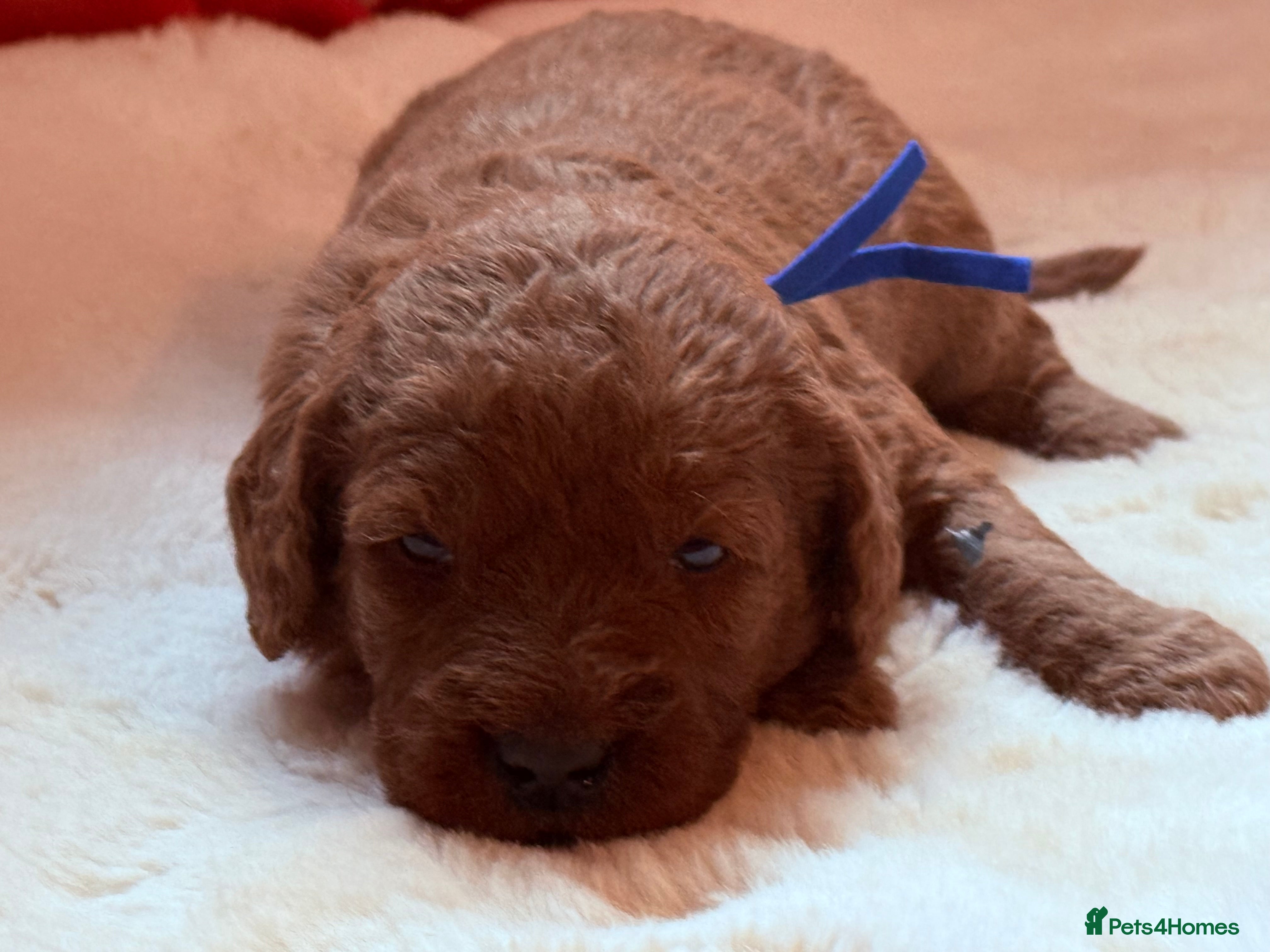 Labradoodle dogs Australian labradoodles  - Advert 2