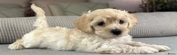 Maltipoo dogs for sale: SEE ALL OUR PUPPIES ON INSTA. OAKWELL RETRIEVERS  - Advert 8