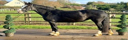 Welsh Section D horses for sale: Top Class 148 Welsh D Mare  - Advert 2