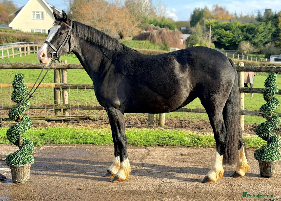 Welsh Section D horses for sale: Top Class 148 Welsh D Mare  - Advert 2