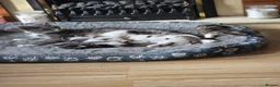 Domestic Shorthair cats for sale: Kittens looking for lovely new home. - Advert 12