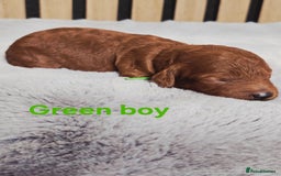 Cavapoo dogs for sale:  🐕Ruby Cavapoo Toy F1bb 🧸DNA tested🧸 - Image 18