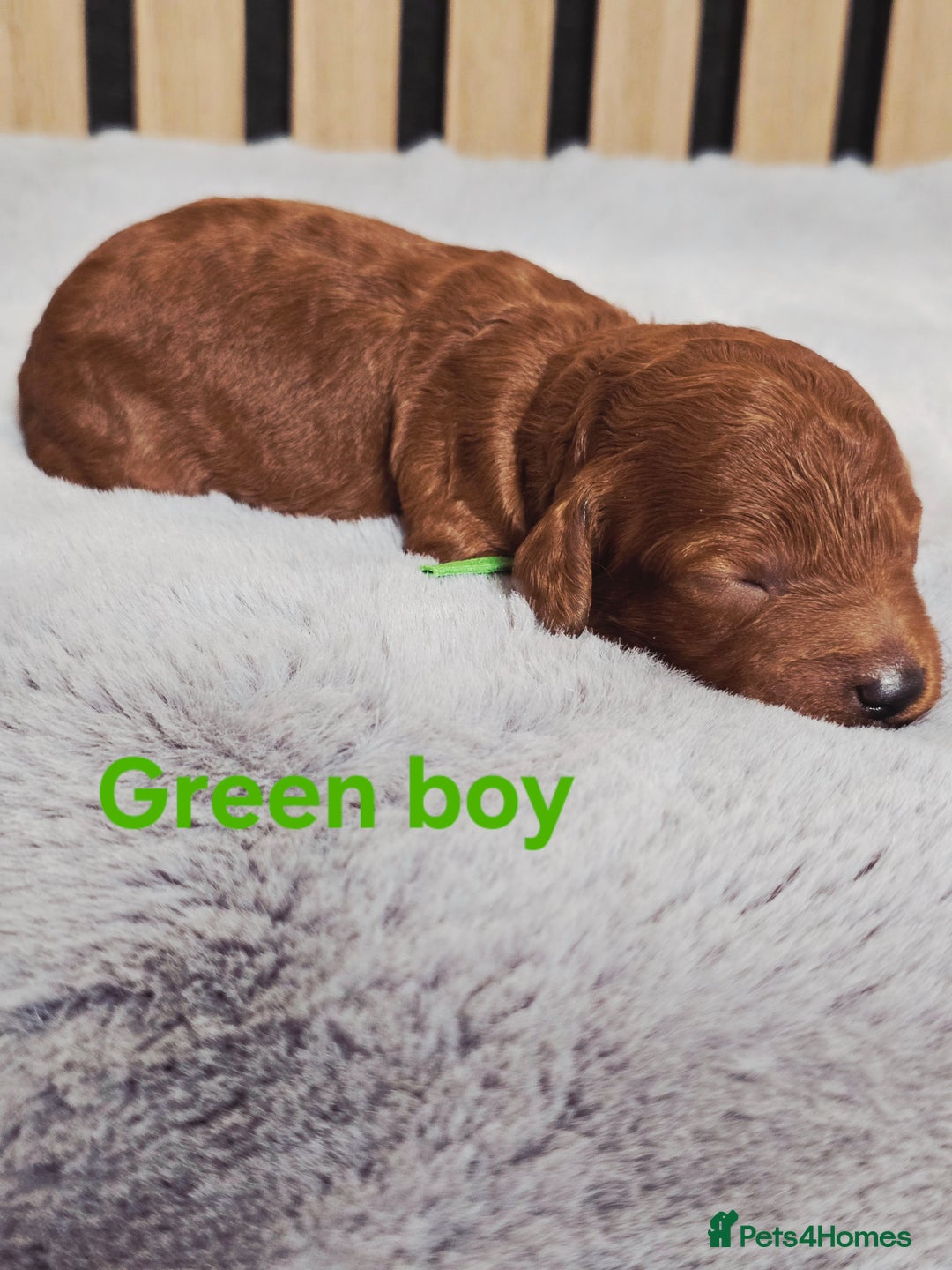Cavapoo dogs for sale:  🐕Ruby Cavapoo Toy F1bb 🧸DNA tested🧸 - Image 18
