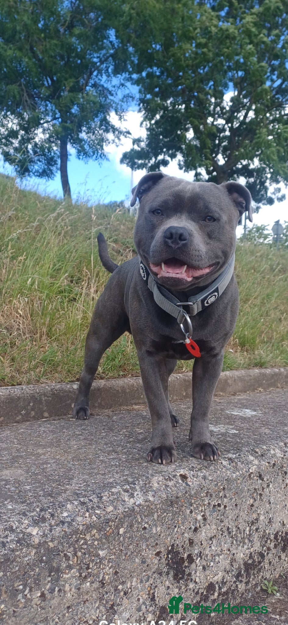 Staffordshire Bull Terrier dogs Stunning staffy for stud. Fully kc handsome lad - Advert 12