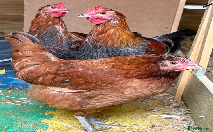 Chickens poultry - Advert 1