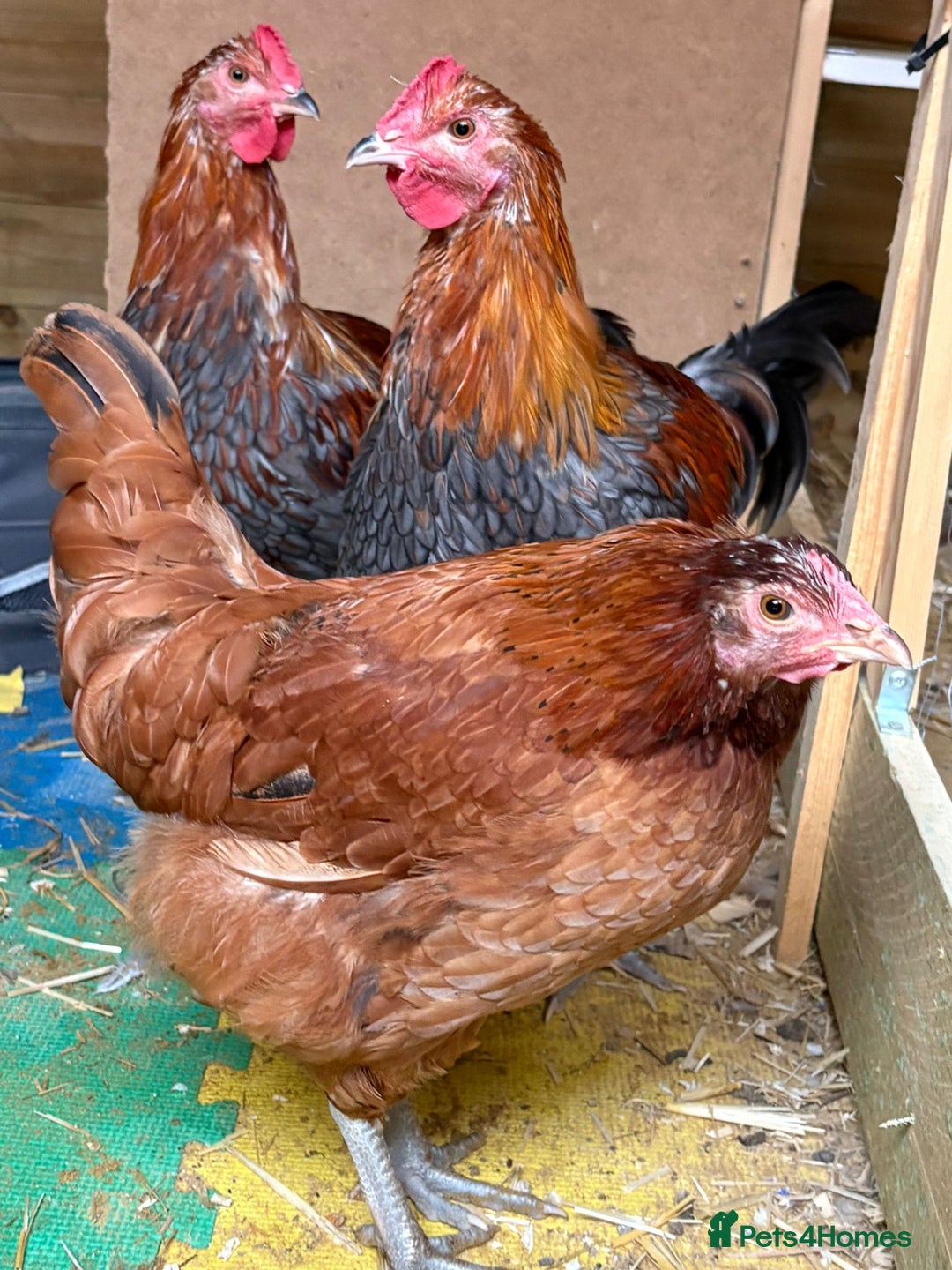Chickens poultry for sale: Roosters and hen for rehoming  - Image 1