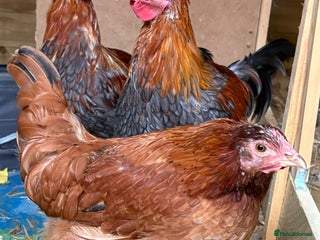 Chickens poultry - Advert 37