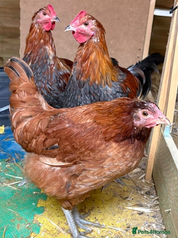 Chickens poultry - Advert 4