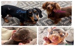 Dachshund dogs for sale: Miniature dachshund puppies  - Image 12