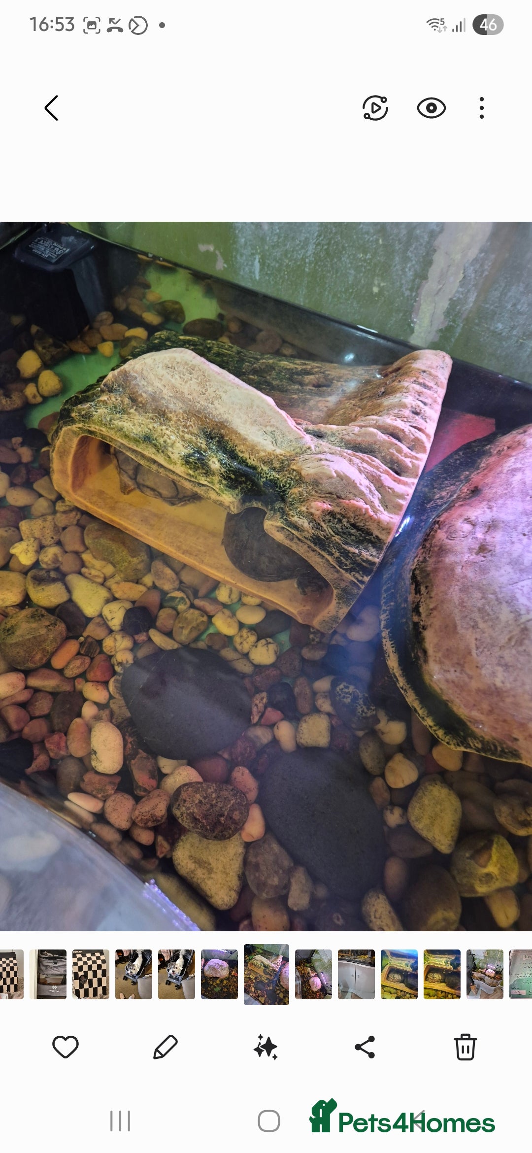 Turtle reptiles for sale: Turtles  - Image 6