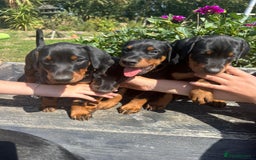 Dobermann dogs for sale: Proper Chunky Euro doberman pups 💕 - Image 11