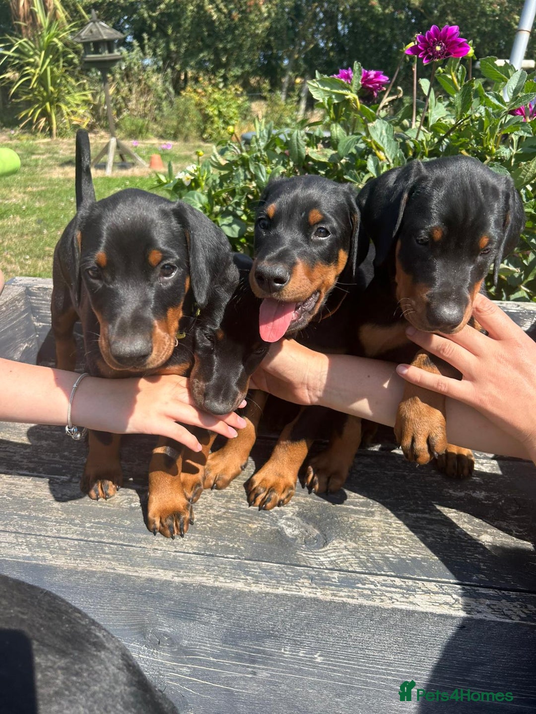 Dobermann dogs for sale: Proper Chunky Euro doberman pups 💕 - Image 11