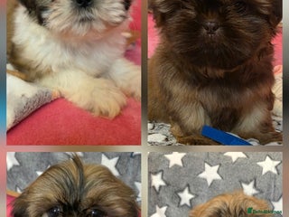 Shih Tzu dogs 4x Full Pedigree Shih Tzu Puppies - Ready Today! - Advert 18