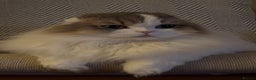 Scottish Fold cats for sale: Beautiful Scottish Fold Girl - Advert 6