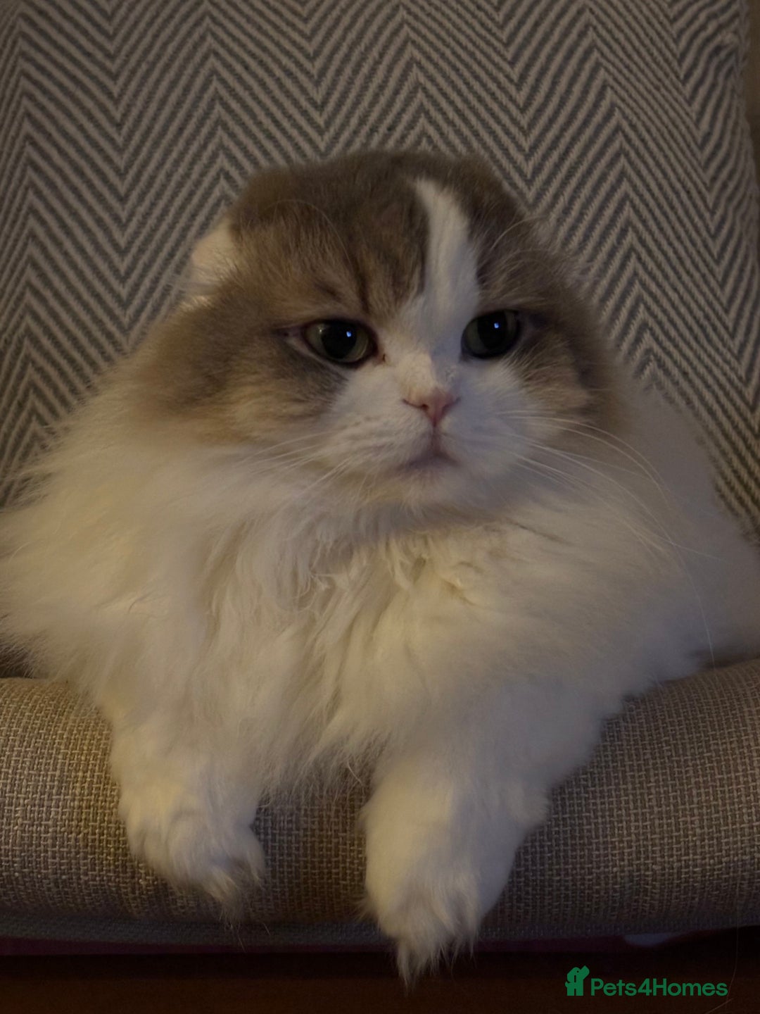 Scottish Fold cats for sale: Beautiful Scottish Fold Girl - Advert 6