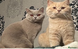 British Shorthair cats for sale: Rehoming Our Precious British Shorthair Cats - Advert 3