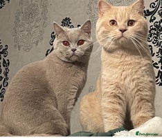 British Shorthair cats Rehoming Our Precious British Shorthair Cats - Advert 9