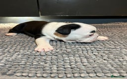 French Bulldog dogs for sale: ♥️Litter of 6 French Bulldog Puppies♥️ - Advert 13