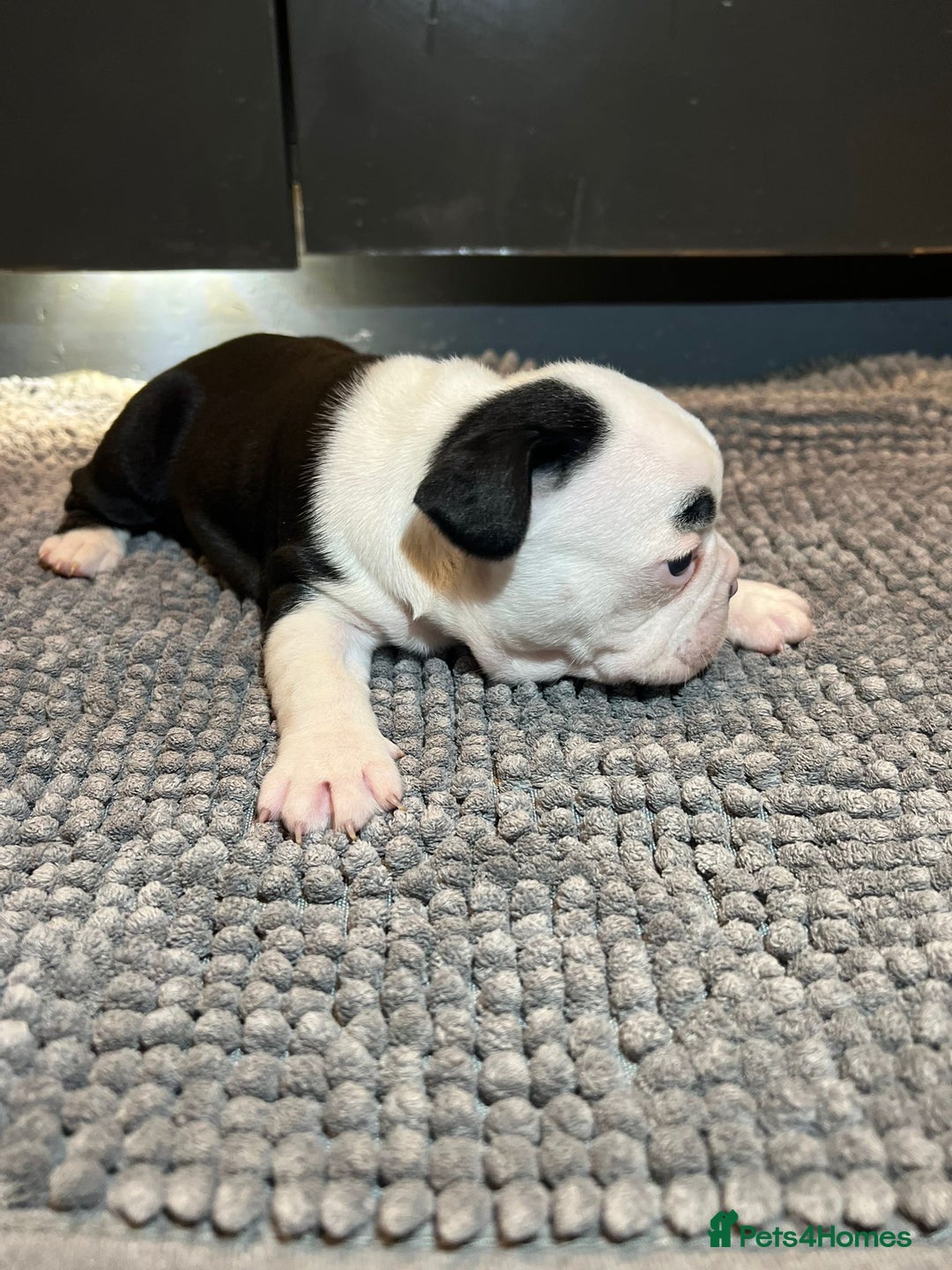 French Bulldog dogs for sale: ♥️Litter of 6 French Bulldog Puppies♥️ - Advert 13