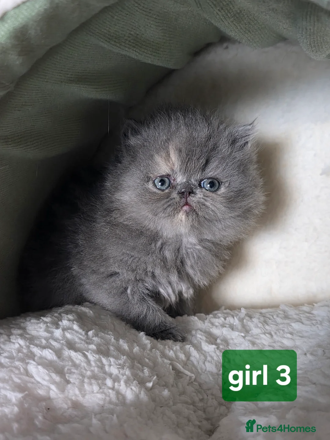 Persian cats for sale: PERSIAN  **  KITTENS LOOKING FOR NEW HOMES  - Advert 2