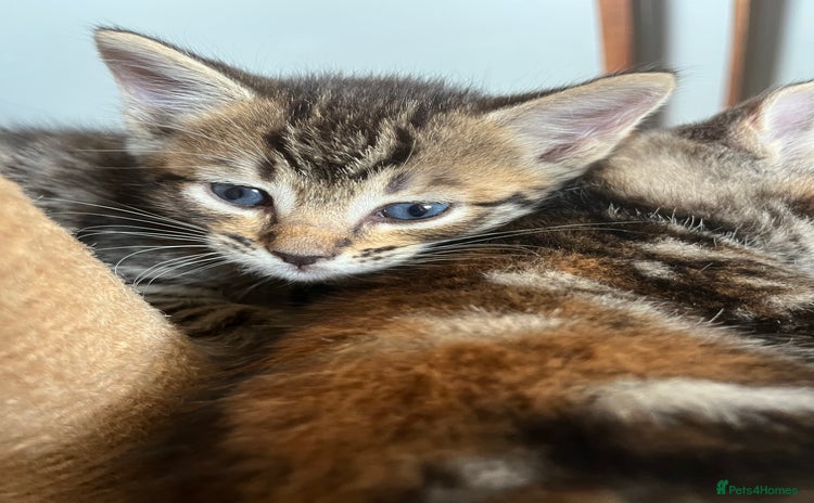 Mixed Breed cats - Advert 3