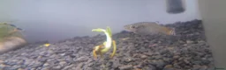Live Bearers fish for sale: Colorful guppys 4 male 2 female  in Hayes - Advert 4