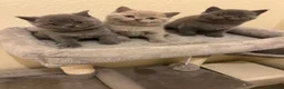 British Shorthair cats for sale: 3 adorable British kittens - Advert 9