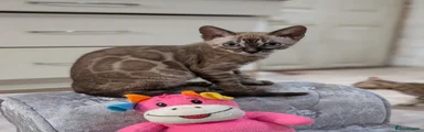 Bengal Kitten 1