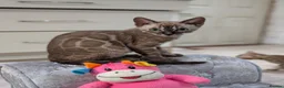 Bengal cats for sale: 🔥✨Pedigree TICA-Registered Bengals - Advert 38
