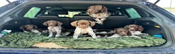 German Shorthaired Pointer dogs for sale: Ready to Leave 1 Male Left Otti 🐾🩵 - Advert 10