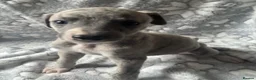 Whippet dogs for sale: KC registered whippet puppy’s  - Advert 22