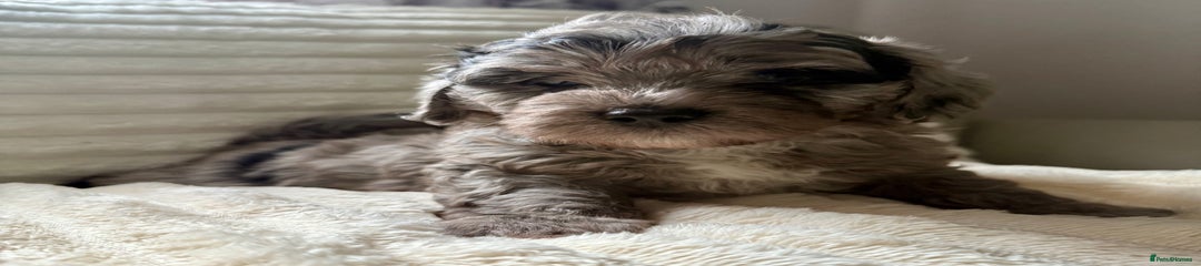Lhasapoo Puppy 1