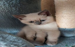 Scottish Fold cats for sale: 😻SF pedigree TICA 😸 READY TO LEAVE😸 - Image 6