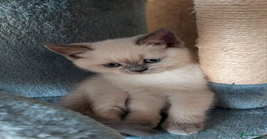 Scottish Fold cats - Advert 12