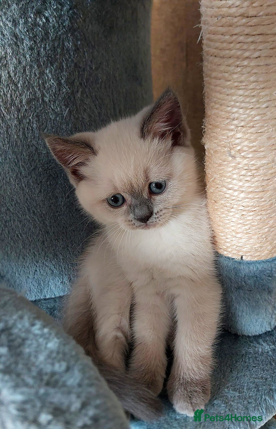 Scottish Fold cats for sale: 😻SF pedigree TICA 😸 READY TO LEAVE😸 - Image 6