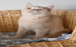 British Shorthair cats for sale: GCCF reg kittens looking for loving homes  - Image 27