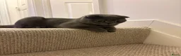 Scottish Fold cats for sale: Cheeky little Scottish fold male in Milton Keynes - Advert 5