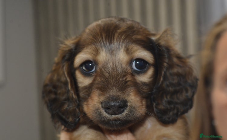 Miniature Dachshund dogs - Advert 4