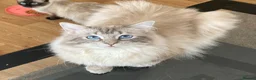 Ragdoll cats for sale: Beautiful fluffy Ragdoll kittens - Advert 9
