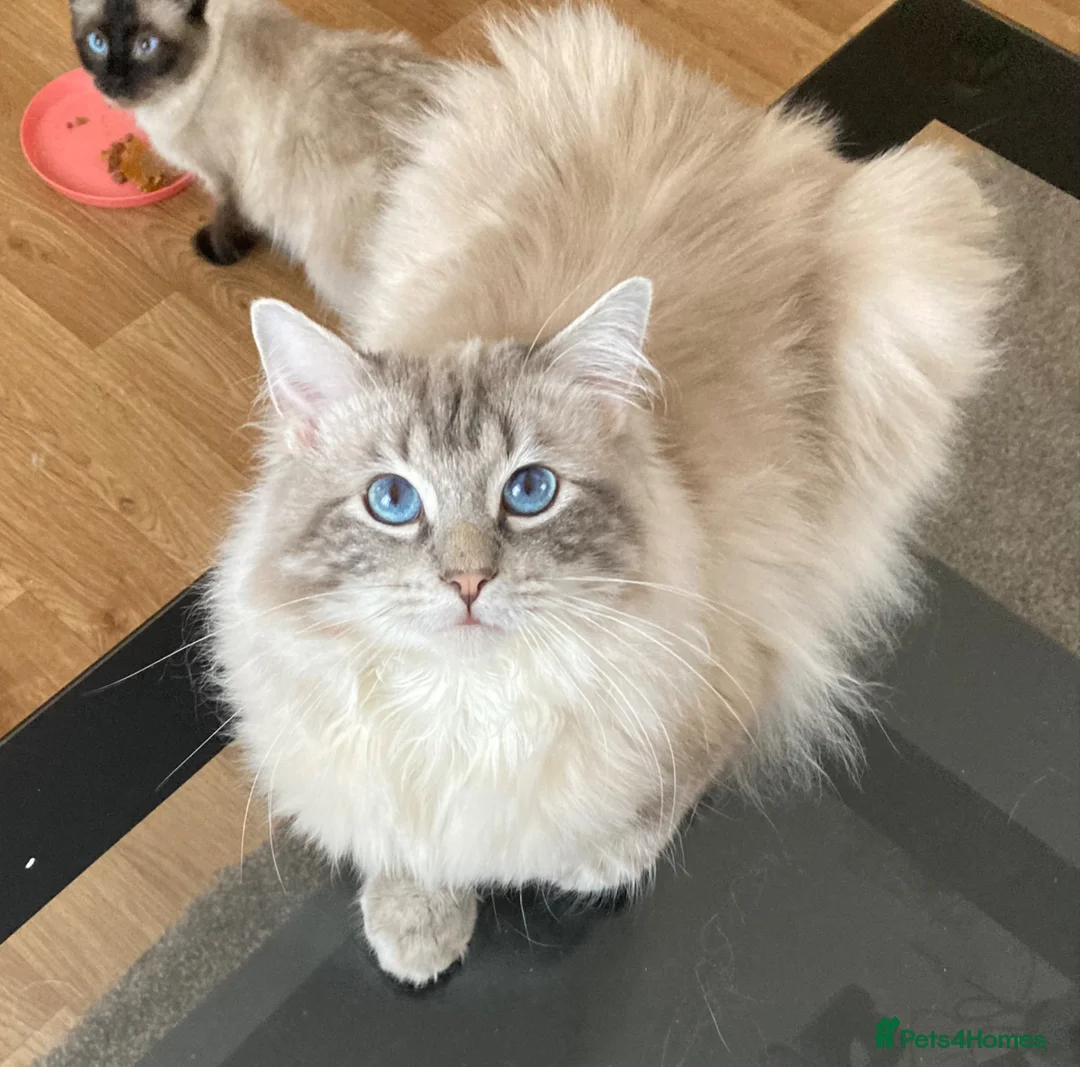 Ragdoll cats for sale: Beautiful fluffy Ragdoll kittens - Advert 9