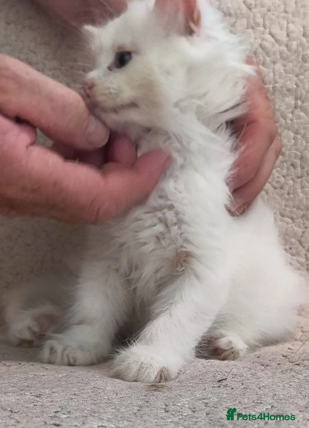 Siberian cats for sale: Siberian kittens with pedigree READY TO GO  - Advert 2