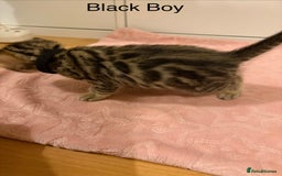 Bengal cats for sale: Pure Bengal Kittens Available  - Image 10