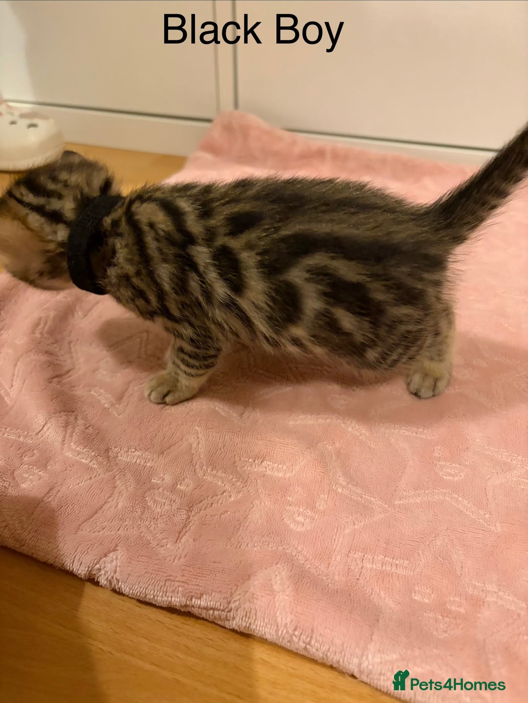 Bengal cats for sale: Pure Bengal Kittens Available  - Image 10