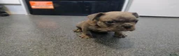 French Bulldog dogs for sale: 4 French Bulldogs for sale in Crawley - Advert 7