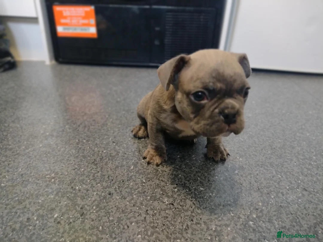 French Bulldog dogs for sale: 4 French Bulldogs for sale in Crawley - Advert 7