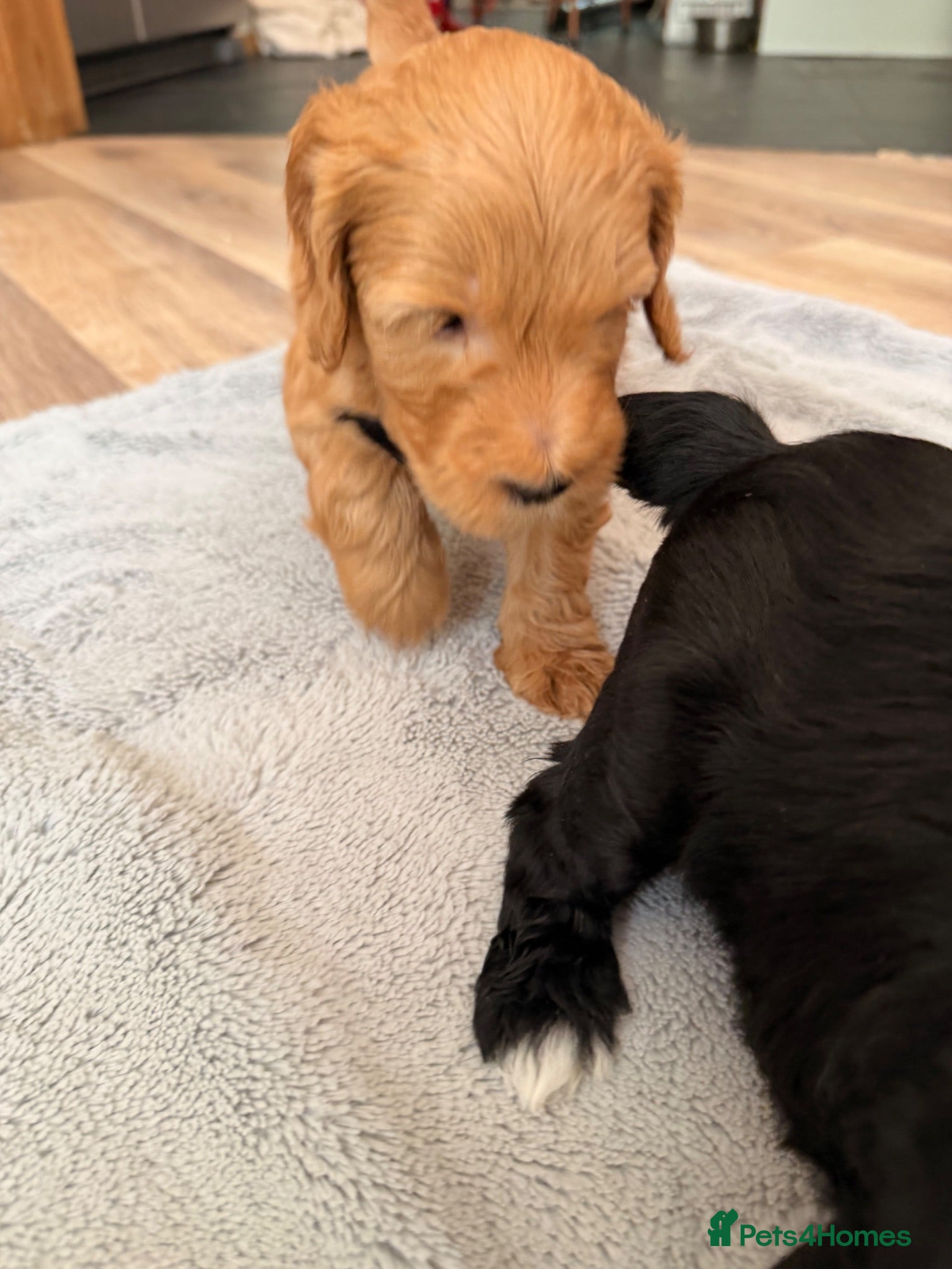 Australian Labradoodle dogs 8 Gorgeous Australian labradoodle puppies - Advert 2