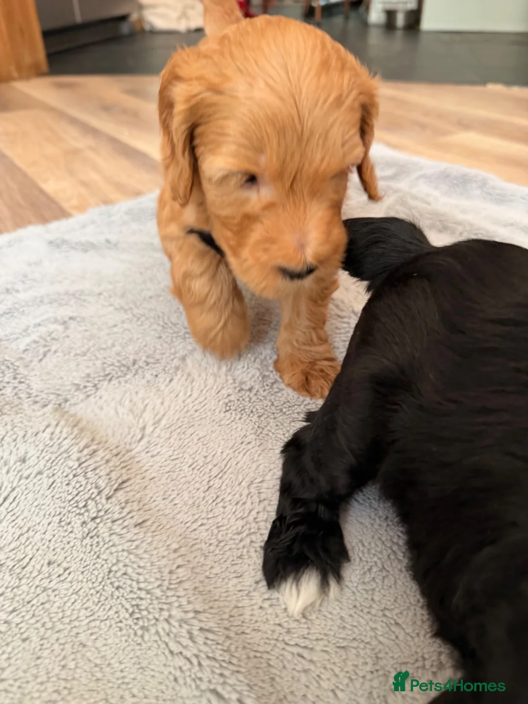 Australian Labradoodle dogs for sale: 8 Gorgeous Australian labradoodle puppies - Advert 2