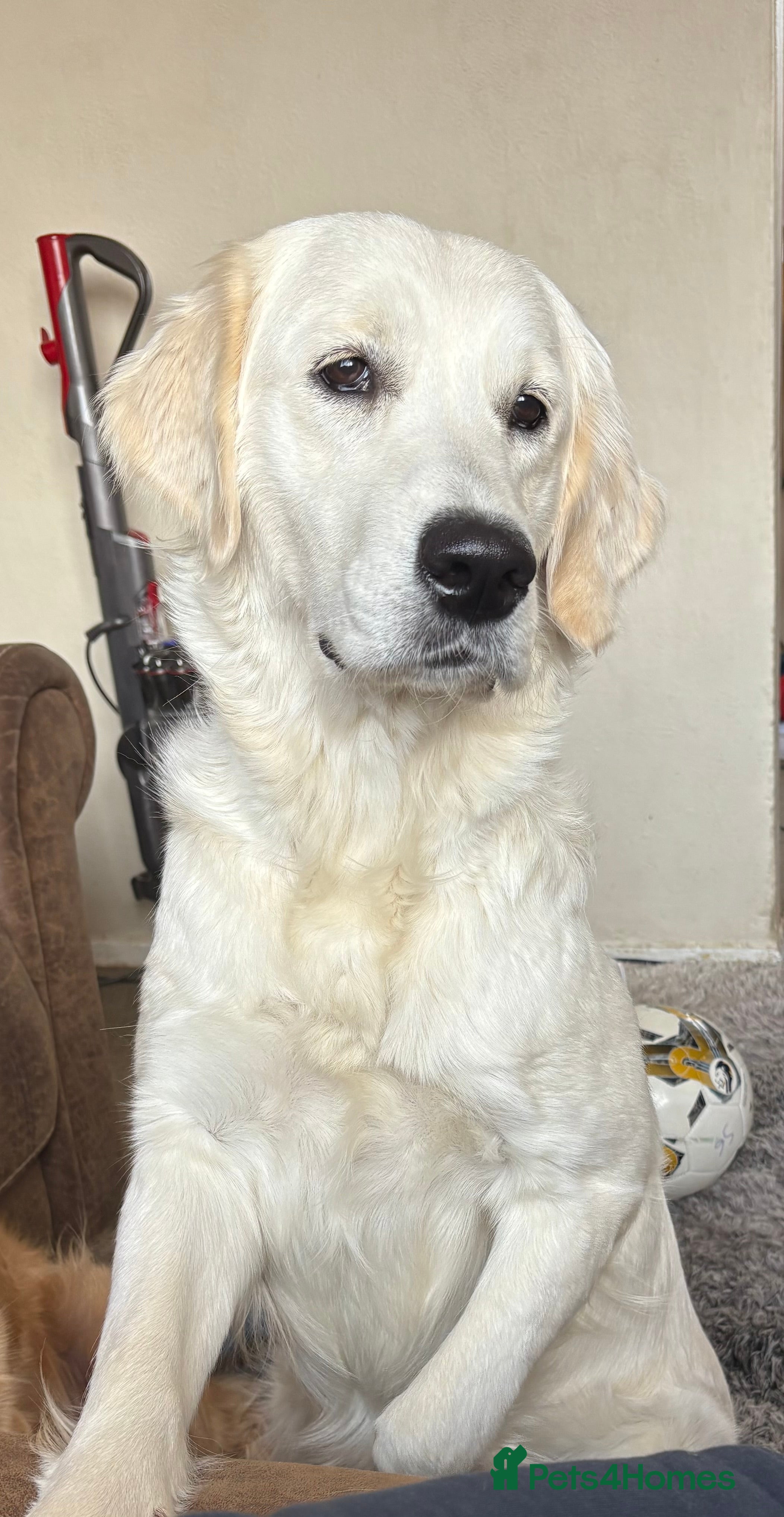 Golden Retriever dogs Golden retriever male & female needing new home  - Advert 2