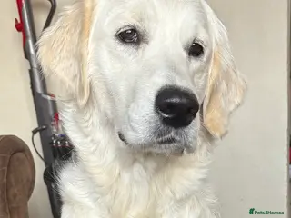 Golden Retriever dogs Golden retriever male & female needing new home - Advert 2